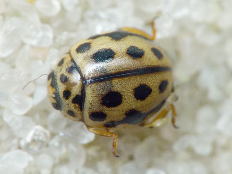 Tytthaspis sedecimpunctata (Linnaeus, 1758)
